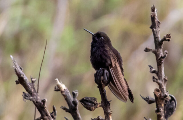 Black Metaltail
