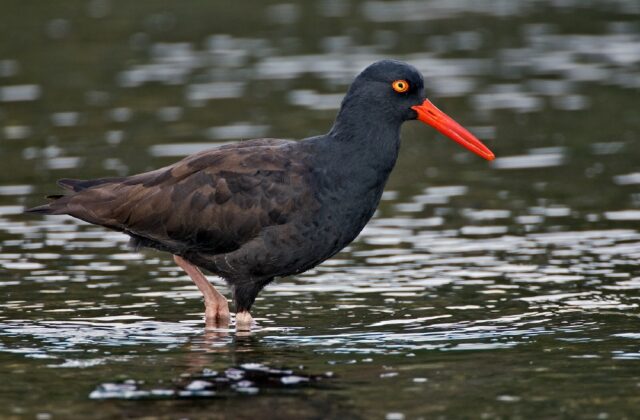 Black Oystercatcher