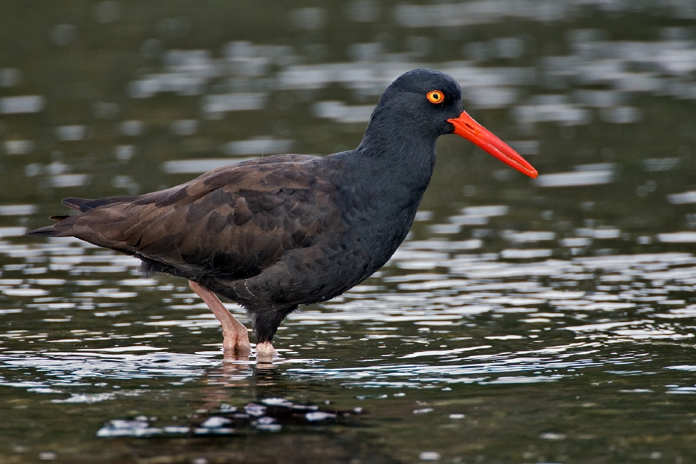 Black Oystercatcher