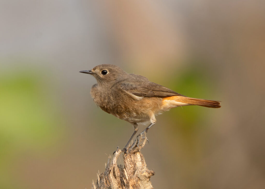 Black Redstart