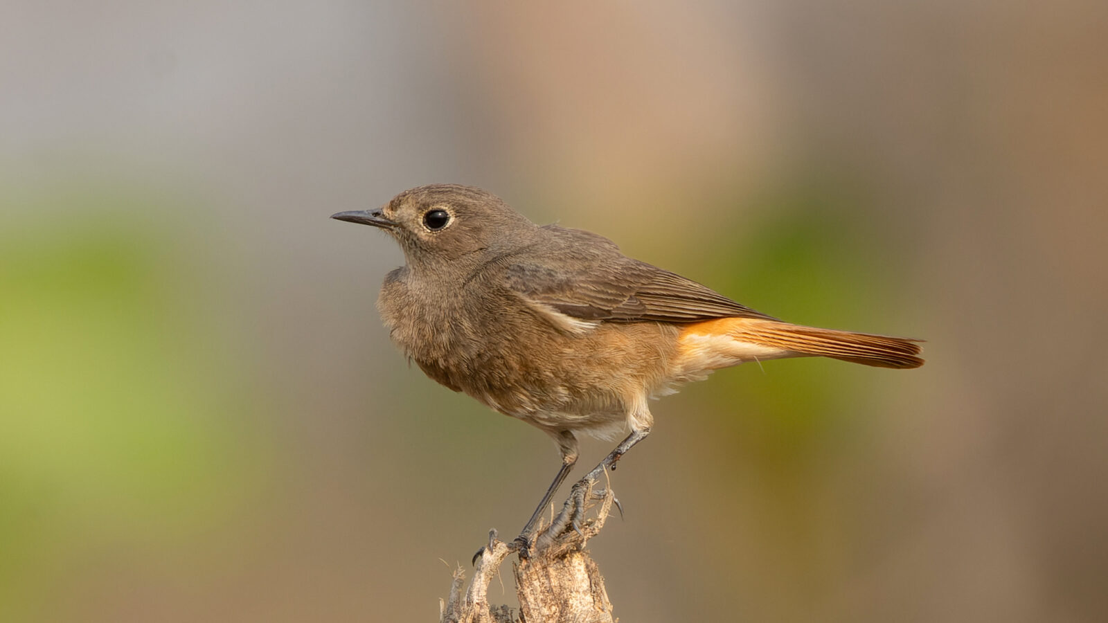 Black Redstart