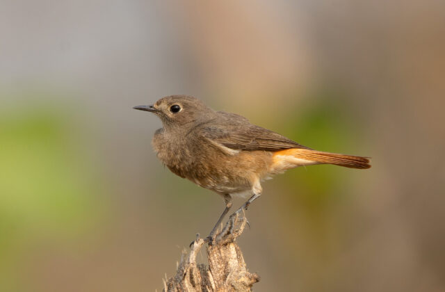 Black Redstart