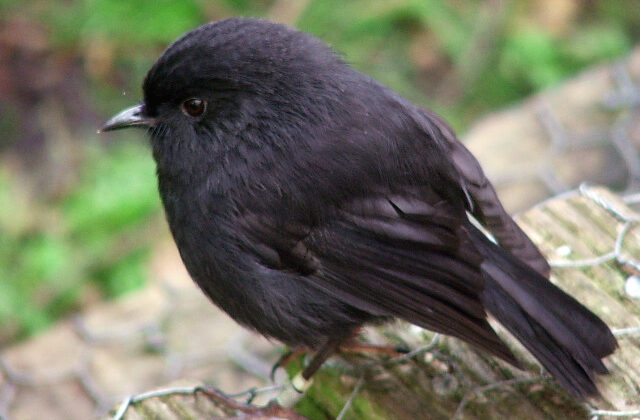 Black Robin