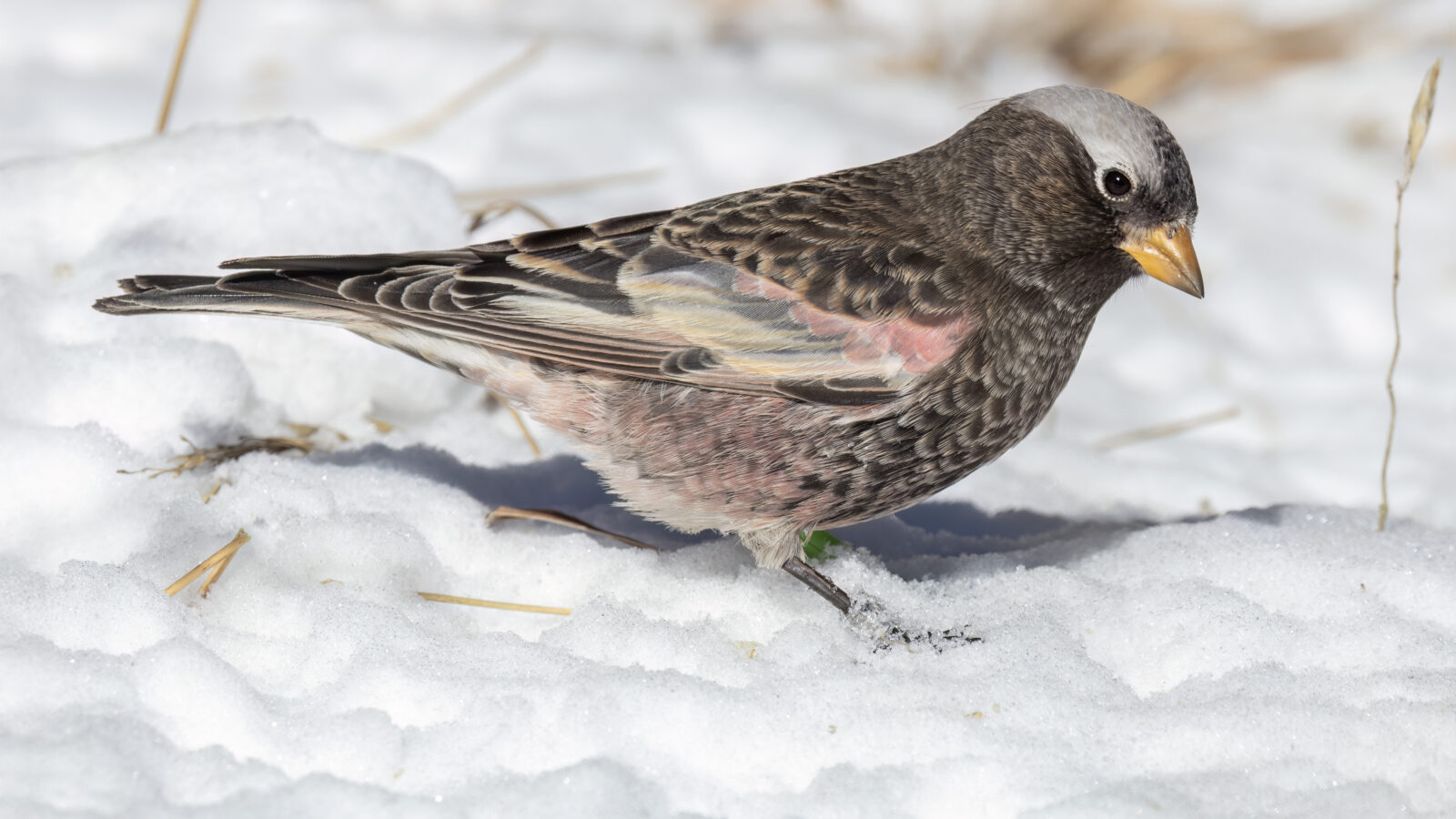 Black Rosy Finch
