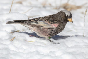 Black Rosy Finch