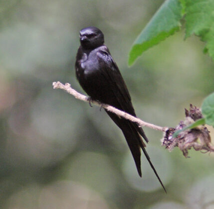Black Saw-wing