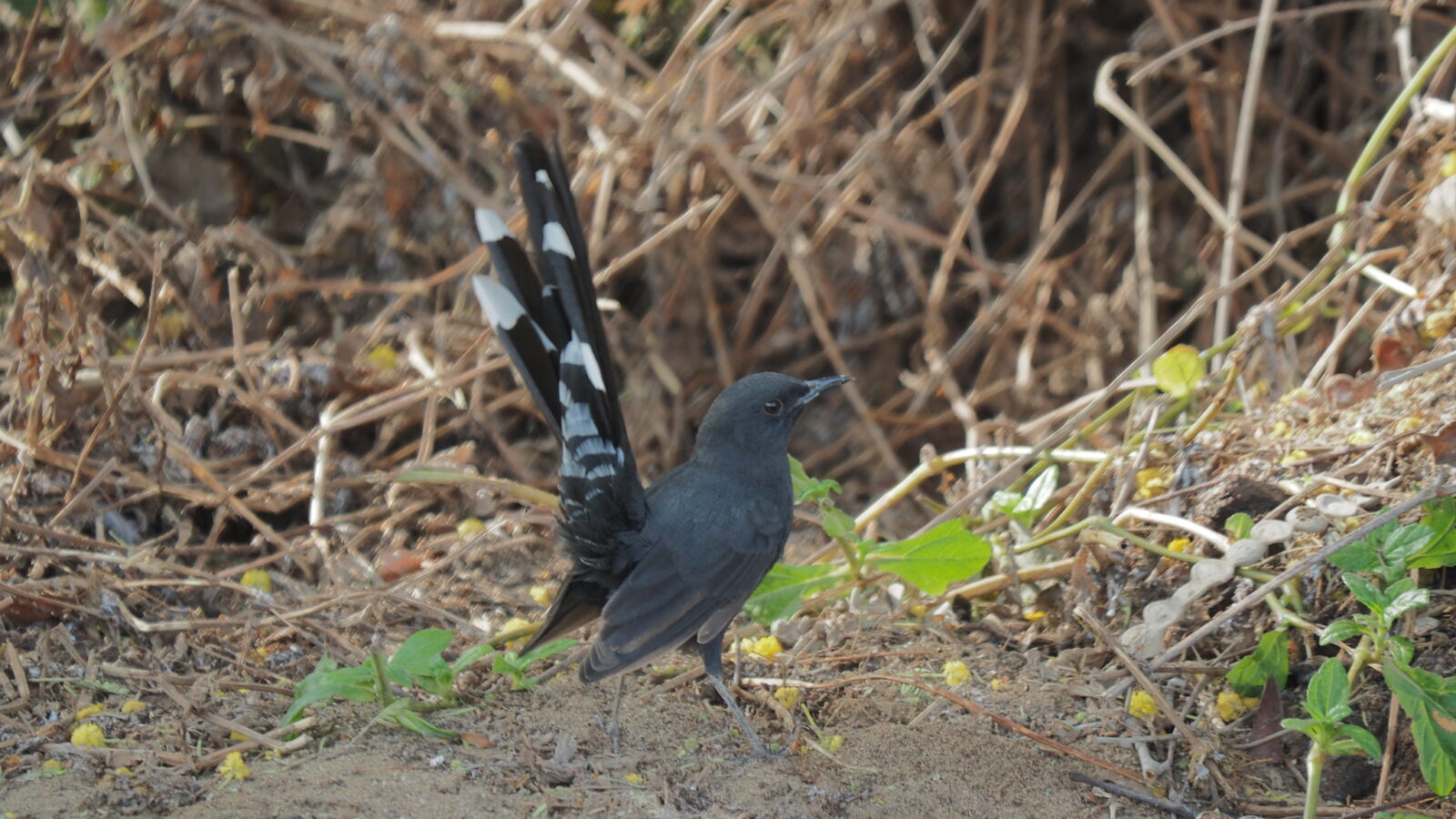 Black Scrub Robin