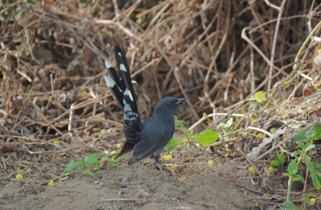 Black Scrub Robin