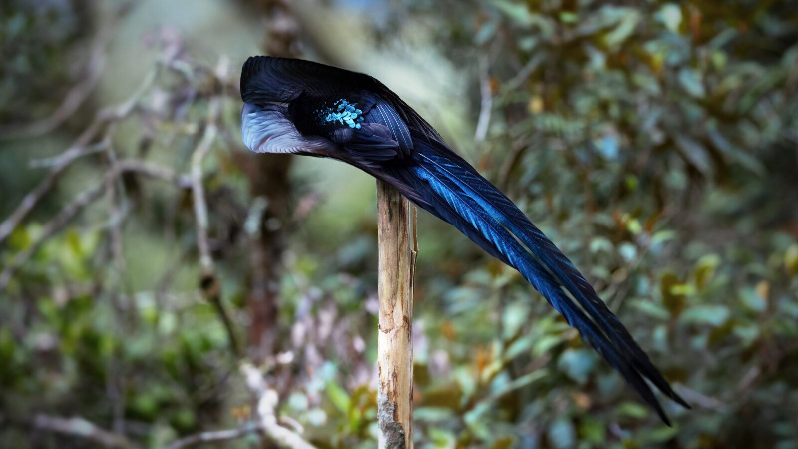Black Sicklebill