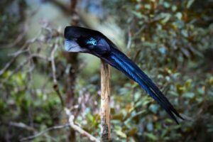 Black Sicklebill