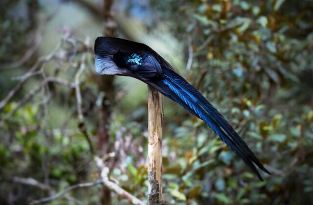 Black Sicklebill