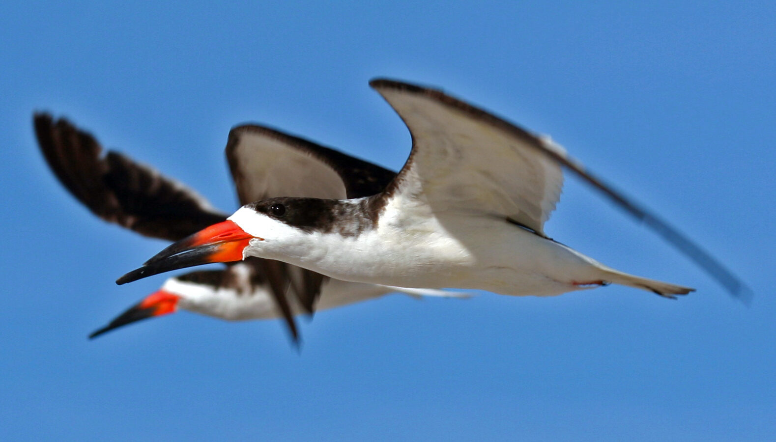 Black Skimmer