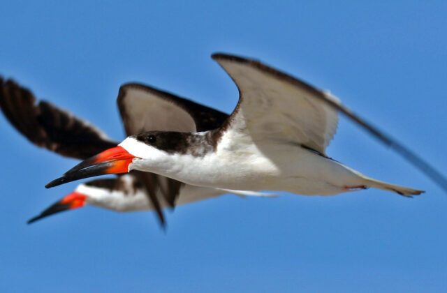 Black Skimmer