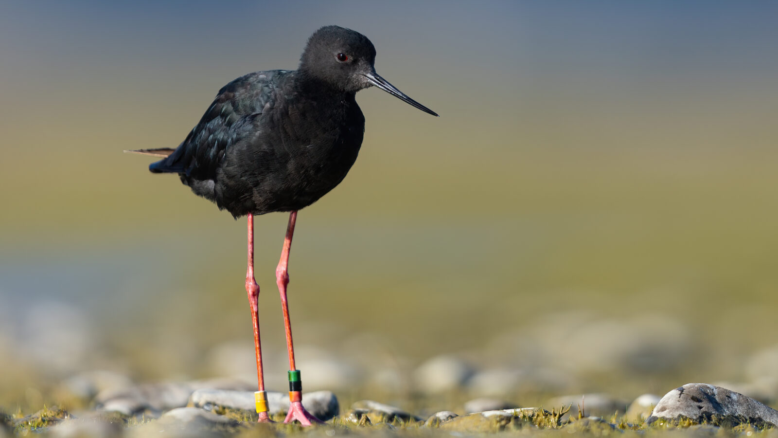 Black Stilt