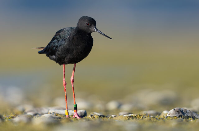 Black Stilt