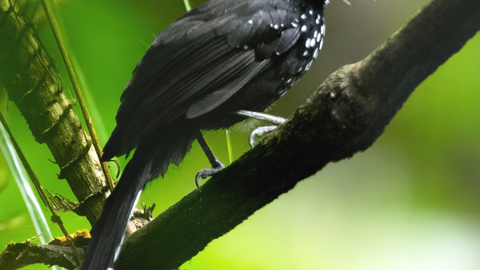 Black Thicket Fantail