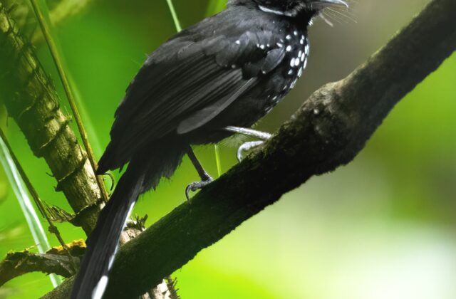 Black Thicket Fantail