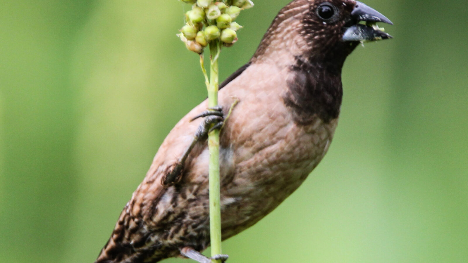 Black-throated Munia