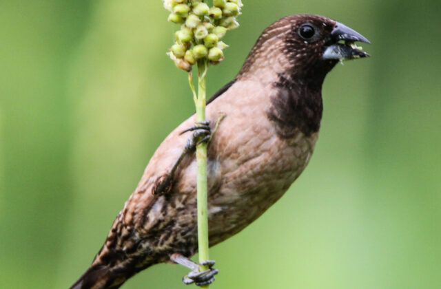 Black-throated Munia