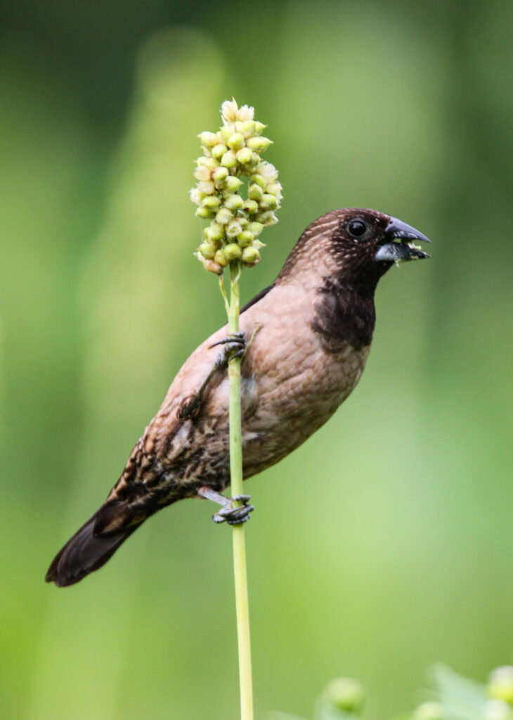 Black-throated Munia