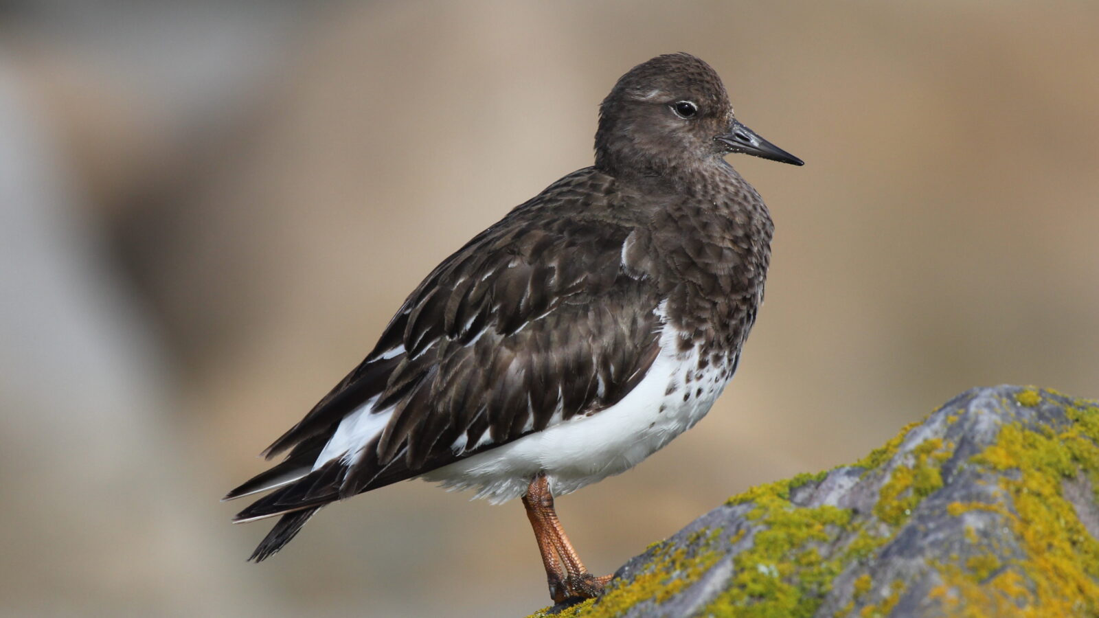 Black Turnstone