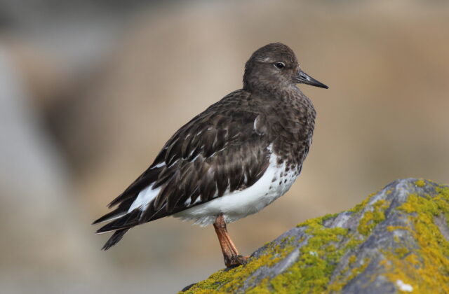 Black Turnstone