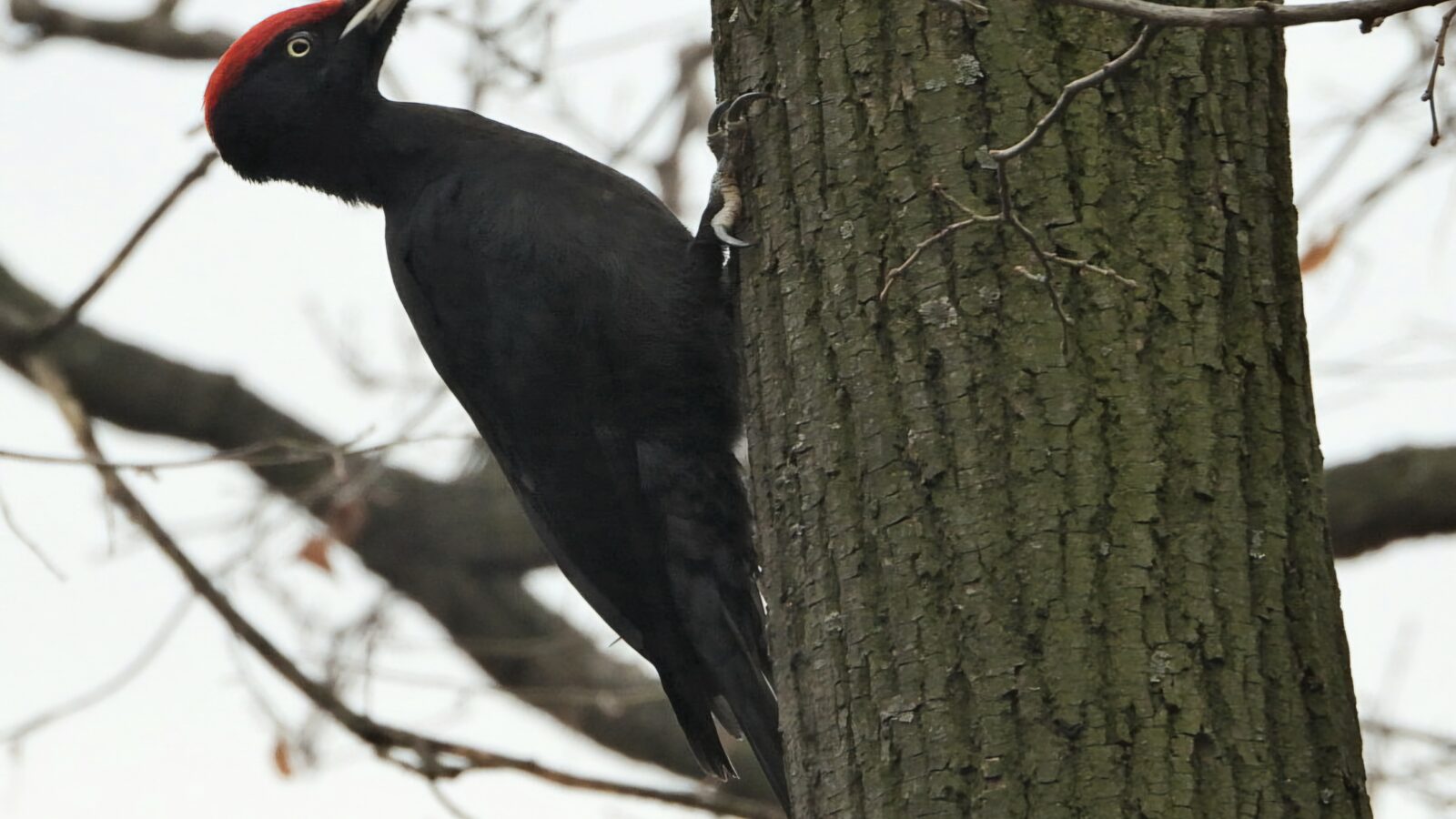 Black Woodpecker