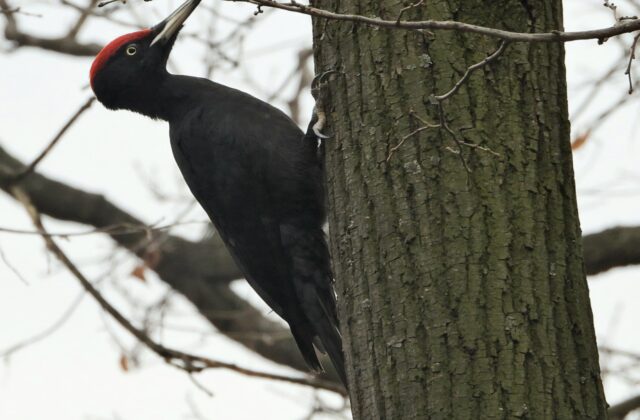 Black Woodpecker