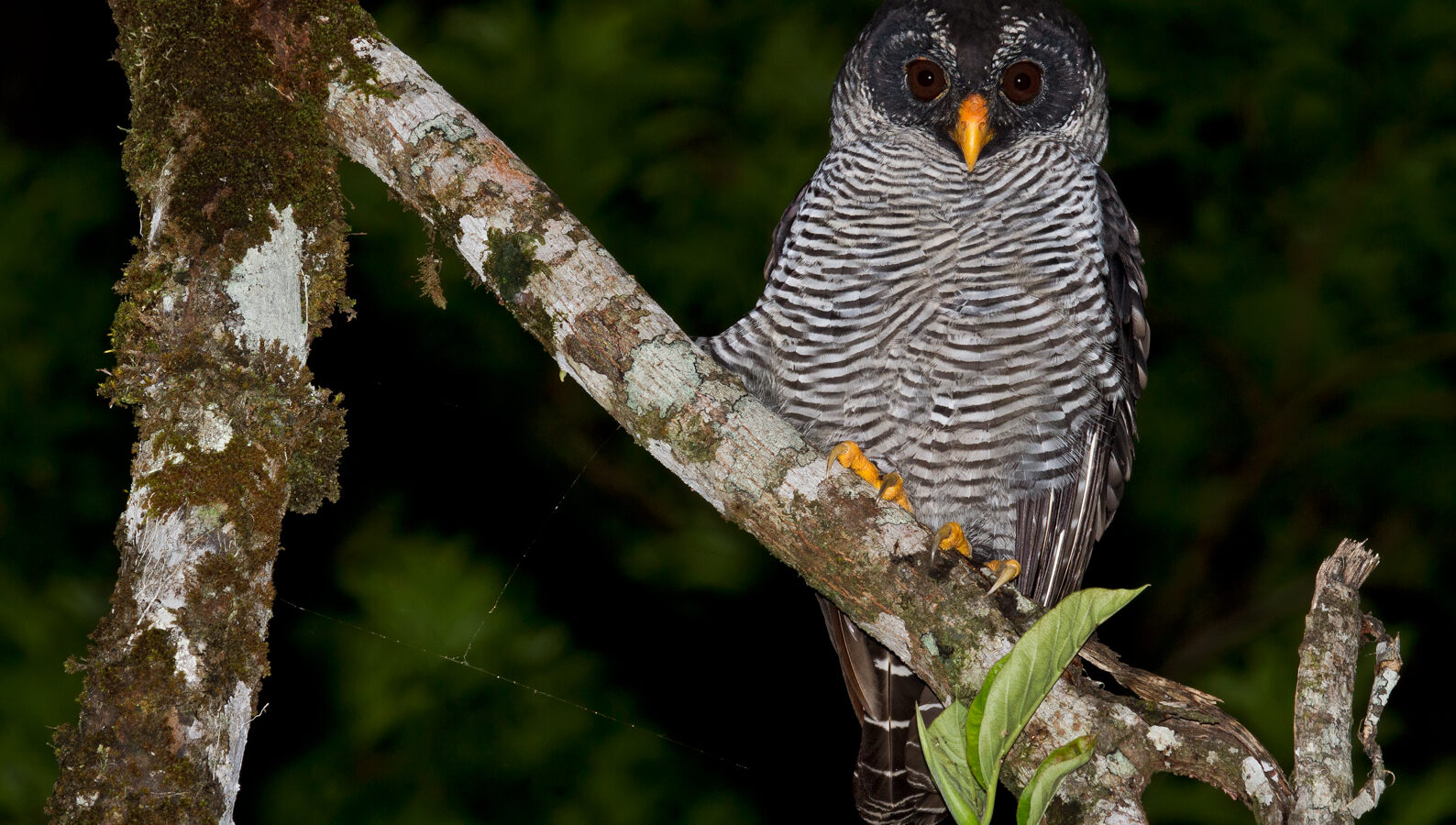 Black-and-white Owl