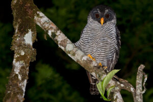 Black-and-white Owl