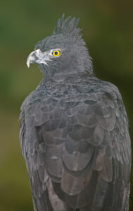 Black-and-chestnut Eagle