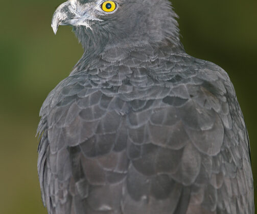 Black-and-chestnut Eagle