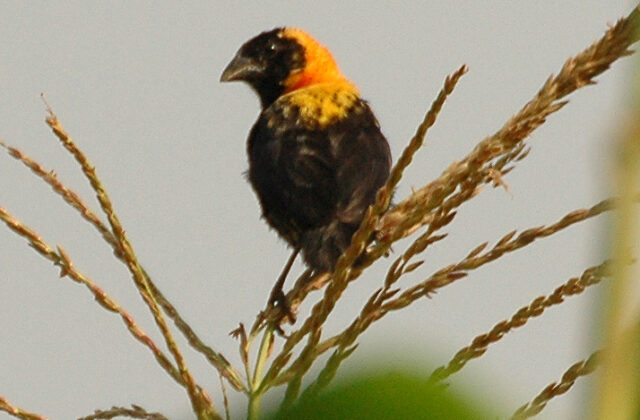 Black Bishop