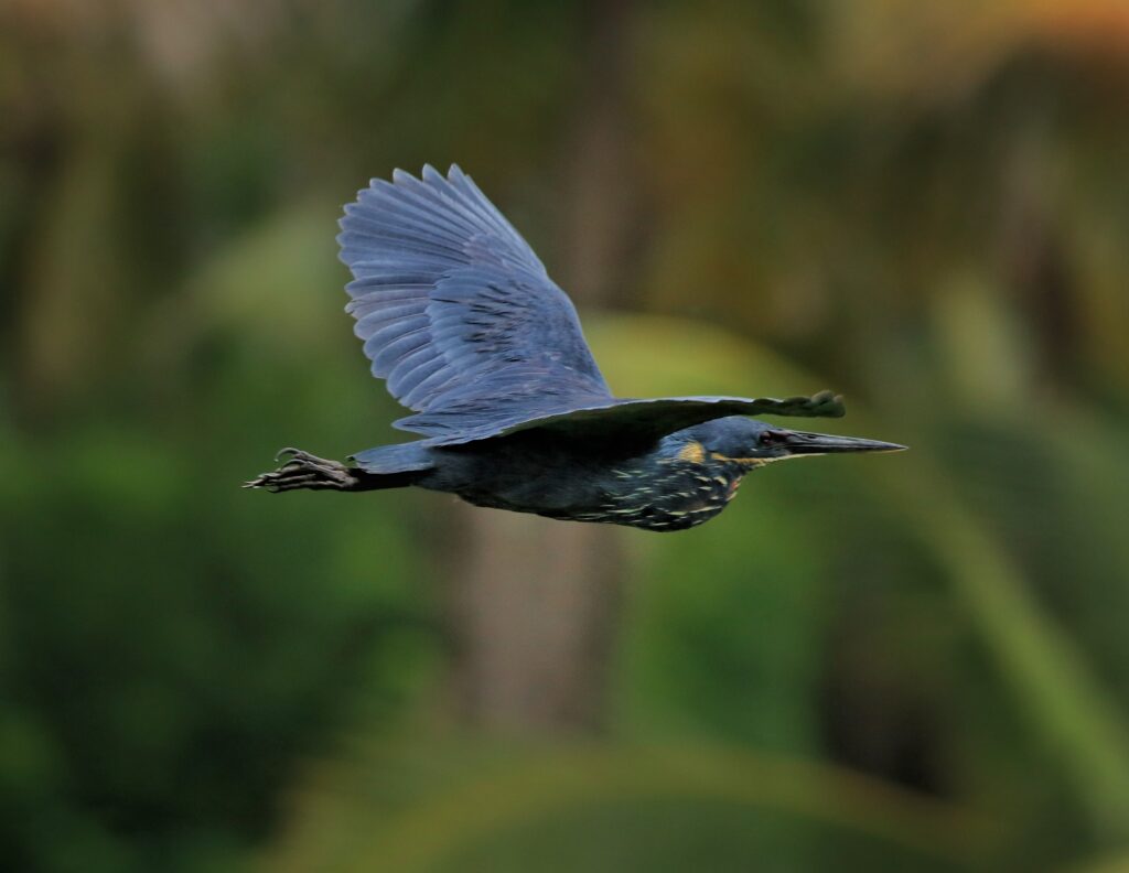 Black Bittern