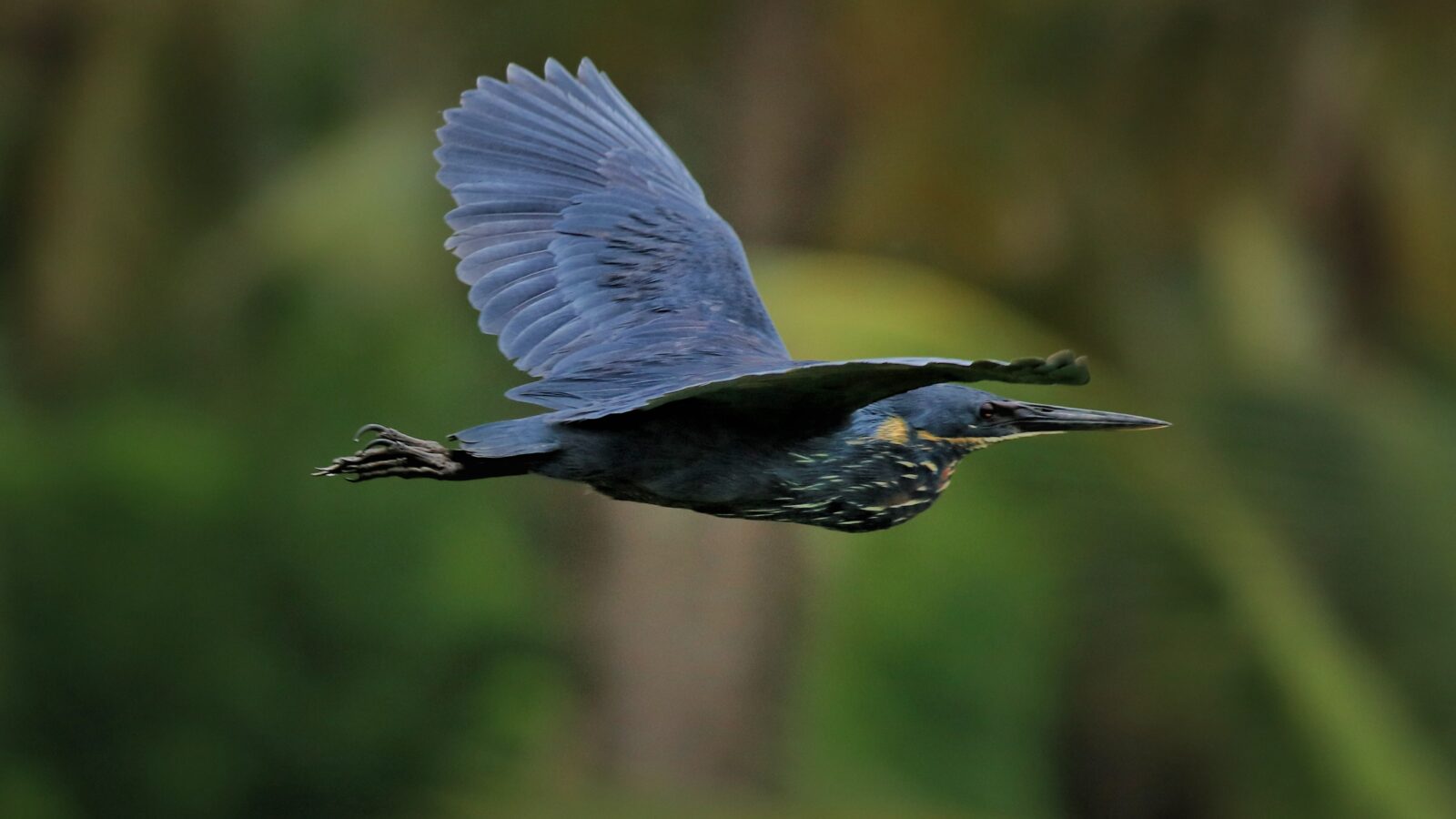 Black Bittern