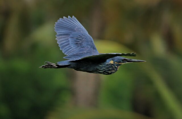 Black Bittern