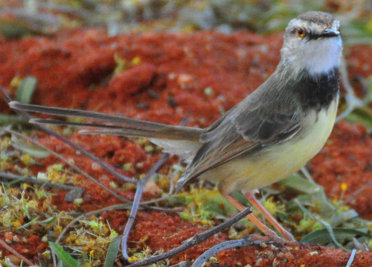 Black-chested Prinia