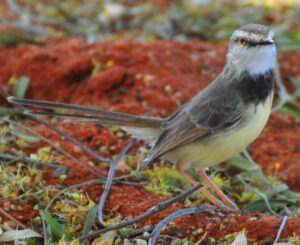Black-chested Prinia