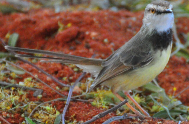 Black-chested Prinia
