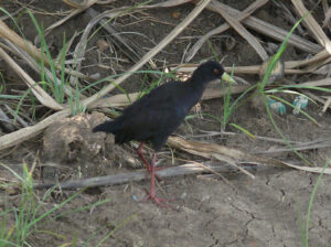 Black Crake