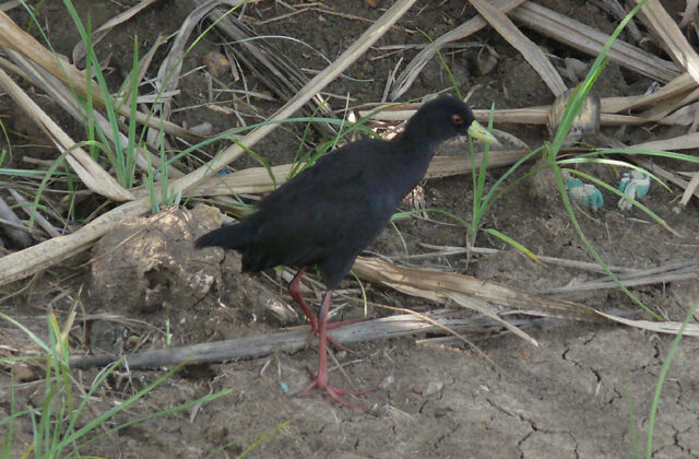 Black Crake