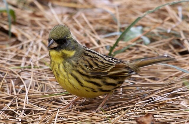Masked Bunting
