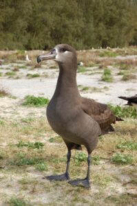 Black-footed Albatross