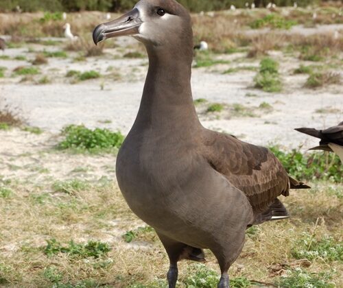 Black-footed Albatross