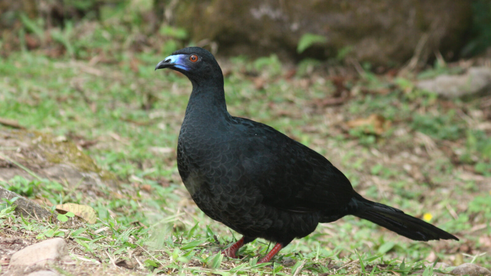 Black Guan