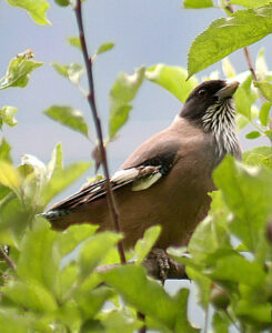 Black-headed Jay