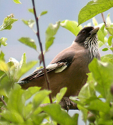 Black-headed Jay
