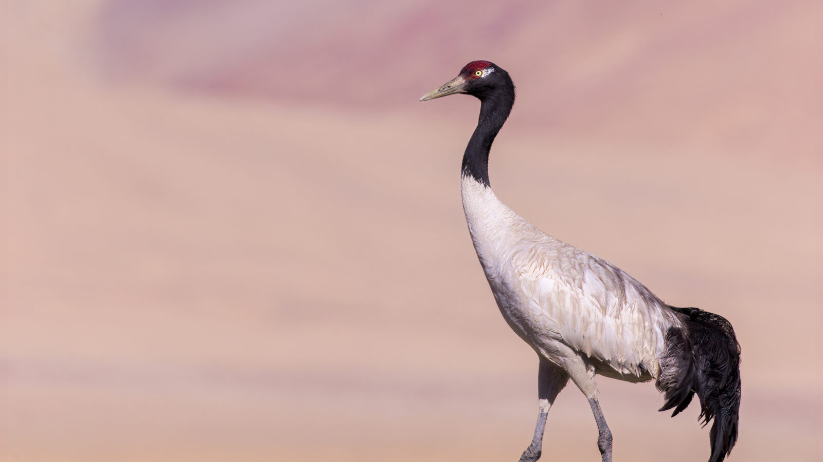 Black-necked Crane