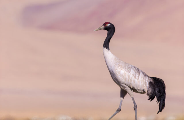 Black-necked Crane