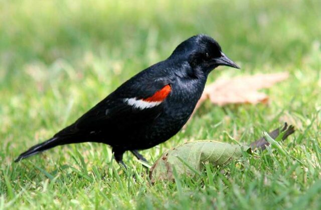Tricolored Blackbird
